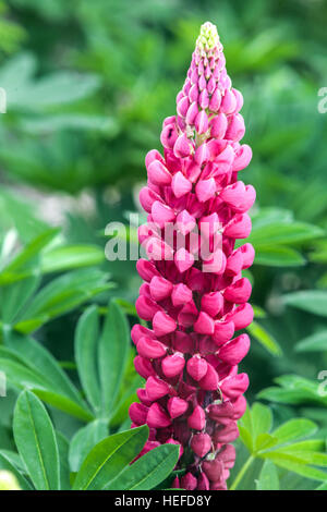 Jardin de lupin, Lupinus polyphyllus lupin, lupin Banque D'Images