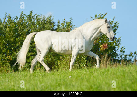 Cheval andalou dans le domaine Banque D'Images