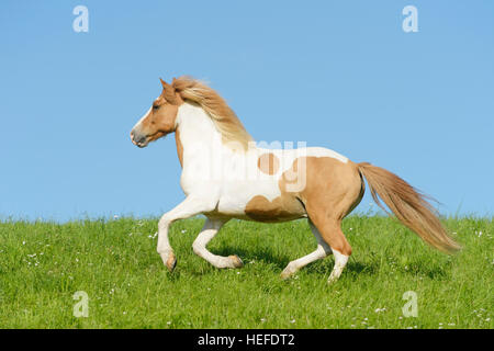 Cheval islandais dans le domaine Banque D'Images