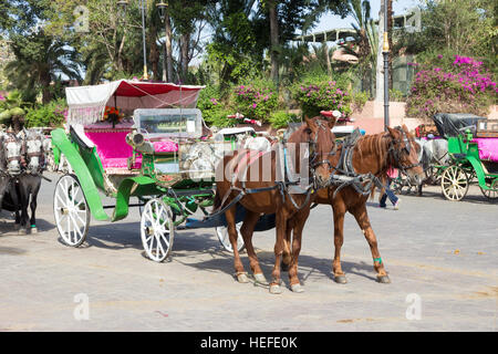 Calèches en attente autour de Koutoubia aux touristes. Marrakech, Maroc Banque D'Images