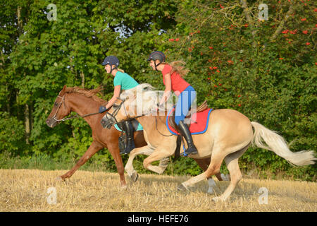 Les jeunes coureurs à l'arrière du cheval arabe Haflinger et galoper dans un champ de chaume Banque D'Images