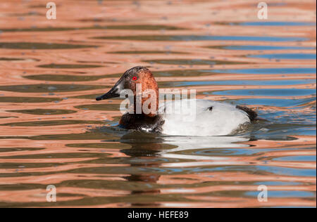 Le morillon drake en rivière Snake, Oklahoma Banque D'Images