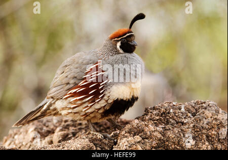 La caille, Gambel au désert de l'Arizona Banque D'Images