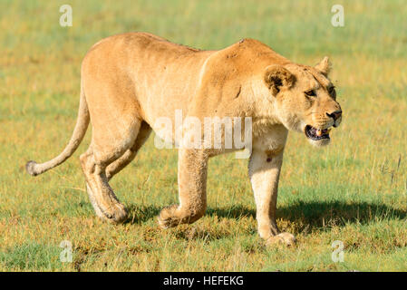 Une des femmes adultes sauvages lion (Panthera leo) lionne rôde sur savane savane près de marais, en Tanzanie. Ndutu Banque D'Images