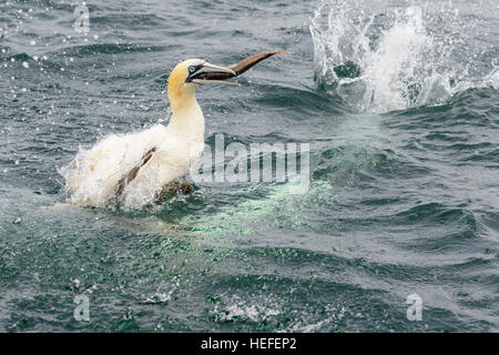 Un fou de bassan émerge de la mer avec un poisson dans son bec après la plongée pour pêcher au large de la côte de la mer du Nord de la Grande-Bretagne. Banque D'Images