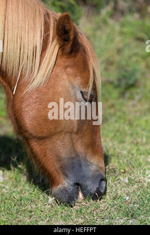 Chincoteague poneys (sauvage ou chevaux sauvages) de Assateague Island, Maryland, le pâturage sur les herbes du marais salé Banque D'Images