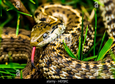 Serpent dans l'herbe avec une langue fourchue exposés. Œil et de la tête. Un éclat de couleur lumineux Banque D'Images