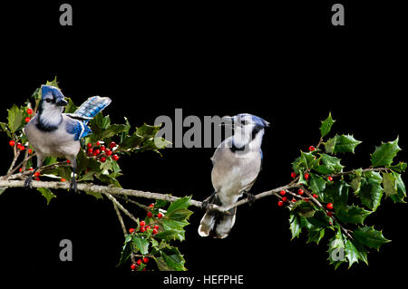 Une paire de Blue Jays coloré perché sur une branche de houx contre un solide fond noir. Banque D'Images