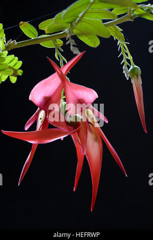 Clianthus puniceus forme à fleurs rouges Banque D'Images