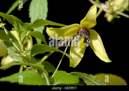 Clematis orientalis en fleur Banque D'Images