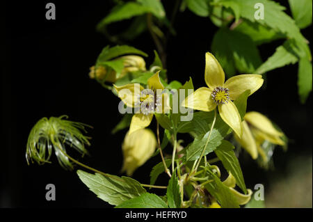 Clematis orientalis en fleur Banque D'Images