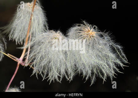 Clematis orientalis en fleur Banque D'Images