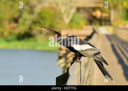 Oiseau Anhinga également connu comme une dinde d'eau, oiseau serpent et oiseau diable sur une promenade dans un parc d'État près de Tampa Bay, Floride sur le golfe du Mexique. Banque D'Images