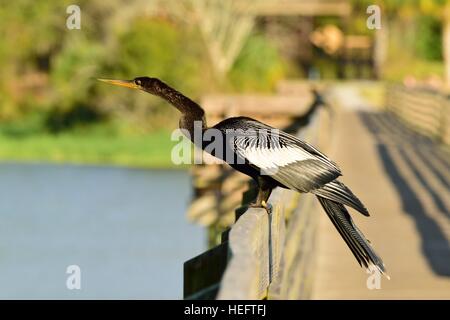 Oiseau anhinga également connu sous le nom de la Turquie, de l'eau et d'oiseaux oiseau serpent diable sur une promenade dans un parc d'état, près de Tampa Bay, Floride sur le golfe du Mexique. Banque D'Images