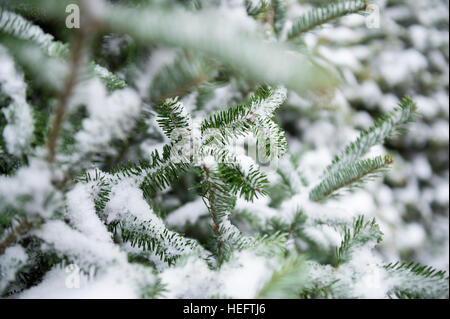 La neige fraîche s'accumule dans les branches de jeunes arbres de pin sapin vert Banque D'Images