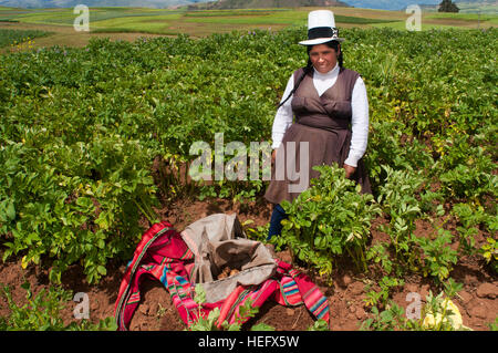 Une femme la production des pommes de terre dans la Vallée Sacrée près de Cuzco. La Vallée Sacrée des Incas ou la vallée de l'Urubamba est une vallée dans les Andes du Pérou, clos Banque D'Images