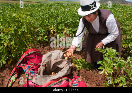 Une femme la production des pommes de terre dans la Vallée Sacrée près de Cuzco. La Vallée Sacrée des Incas ou la vallée de l'Urubamba est une vallée dans les Andes du Pérou, clos Banque D'Images