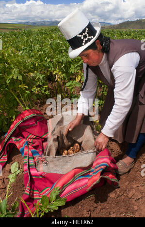 Une femme la production des pommes de terre dans la Vallée Sacrée près de Cuzco. La Vallée Sacrée des Incas ou la vallée de l'Urubamba est une vallée dans les Andes du Pérou, clos Banque D'Images