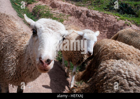 Moutons dans le site archéologique de Moray dans la Vallée Sacrée près de Cuzco. Moray - est le nom de la ruines Incas près de la ville de Maras, le Pérou que l'al. Banque D'Images