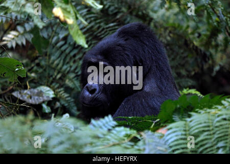 Silverback Gorilla (Gorilla beringei beringei) dans la forêt impénétrable de Bwindi, en Ouganda Banque D'Images