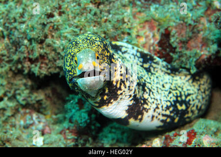 Echidna Nebulosa Snowflake Moray (aka, assombrie Moray). Padang Bai, Bali, Indonésie Banque D'Images