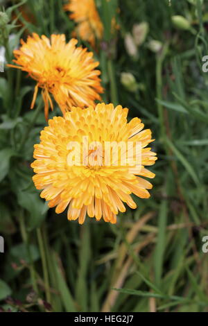 Souci officinal ou également connu sous le nom de Calendula officinalis en pleine floraison Banque D'Images