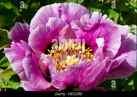 Le magnifique et somptueux arbre en fleurs de la pivoine (Paeonia rockii ou Paeonia suffruticosa rockii). Une fleur avec un merveilleux parfum. Banque D'Images