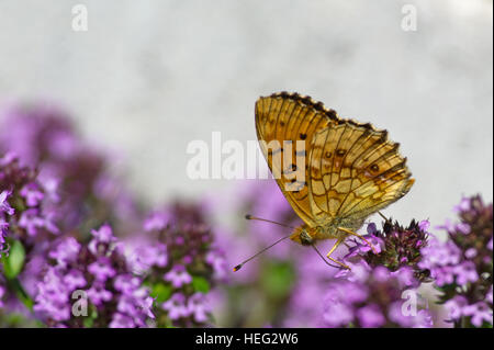 La belle petite Fritillary Butterfly marbré (Brenthis ino) sur la floraison thym-citron avec un arrière-plan gris Banque D'Images