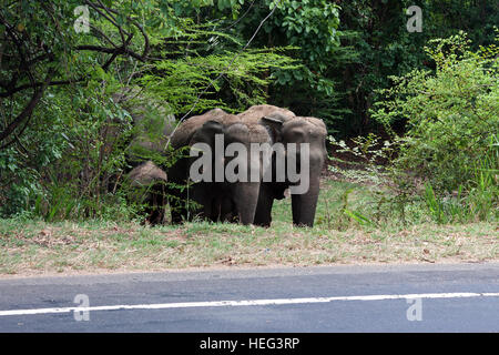 Les éléphants d'Asie ou d'Asie (Elephas maximus) Comité permanent, en bordure du Parc National de Minneriya, North Central Province, Sri Lanka Banque D'Images