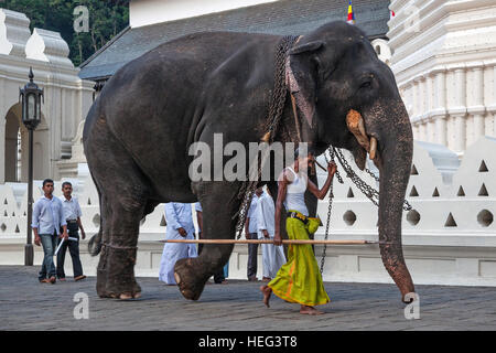 L'éléphant indien (Elephas maximus) travailler avec mahout, Temple de la Dent Sacrée, Kandy, Sri Lanka, Province centrale Banque D'Images