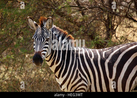 Zèbre des plaines (Equus quagga), Lake Manyara National Park, Tanzania Banque D'Images