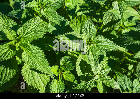 L'ortie (Urtica dioica), Allemagne Banque D'Images