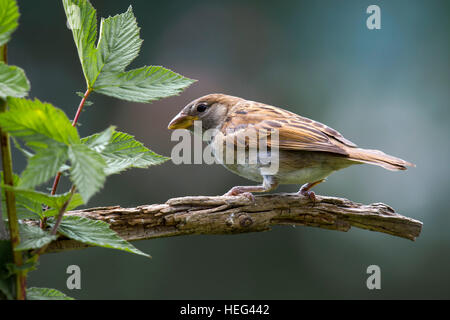 Jeune arbre sparrow (passer montanus) assis sur une branche sèche, Tyrol, Autriche Banque D'Images