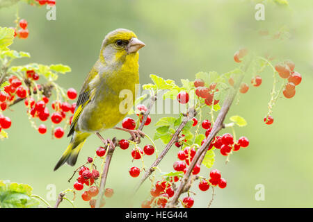 Verdier (Chloris chloris) siège au bush groseillier rouge, Tyrol, Autriche Banque D'Images