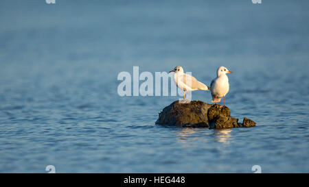 Les goélands à tête noire (Larus ridibundus) assis sur des rochers dans le lac de Constance, Vorarlberg, Autriche Banque D'Images