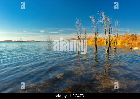 Geiseltalsee en automne avec les arbres morts dans l'eau, lac de récupérer des terres minières, Mücheln, Saxe-Anhalt, Allemagne Banque D'Images