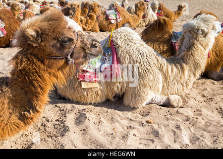 Les chameaux, sable, lac Shizuishan, Ningxia, Chine Banque D'Images