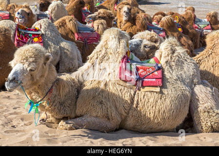 Les chameaux, sable, lac Shizuishan, Ningxia, Chine Banque D'Images