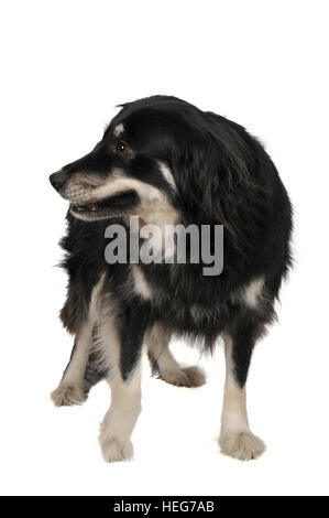 Portrait d'un pedigree pur sang femelle border collie Banque D'Images