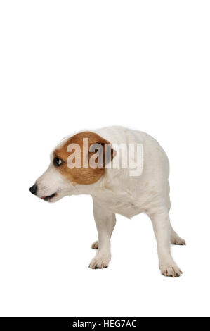 Beau mâle Jack Russell Terrier chien garçon Banque D'Images