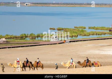 Les touristes chameaux dans le désert à Sand Lake Scenic Area, Shizuishan, Ningxia, Chine Banque D'Images