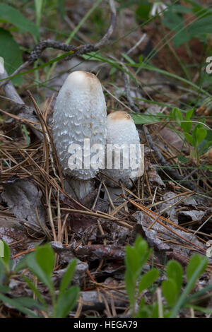 Deux grands champignons Shaggy Mane poussant sauvages sur le sol de la forêt Banque D'Images