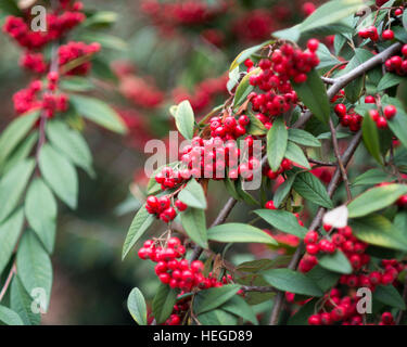 Cotoneaster frigidus avec fruits en Décembre Banque D'Images