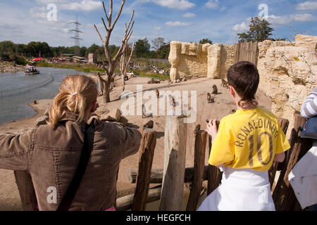 DEU, l'Allemagne, la Ruhr, Gelsenkirchen, le zoo, les visiteurs de regarder les babouins. Banque D'Images