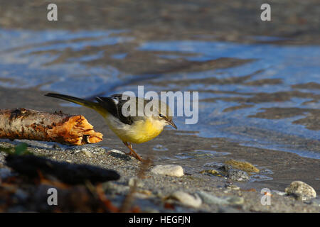 Bergeronnette des ruisseaux Motacilla cinerea, flâner, dans son habitat typique de lake shore Banque D'Images