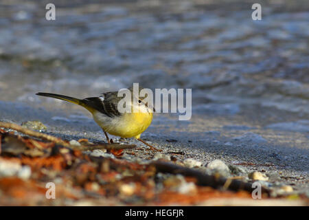 Bergeronnette des ruisseaux Motacilla cinerea, flâner, dans son habitat typique de lake shore Banque D'Images