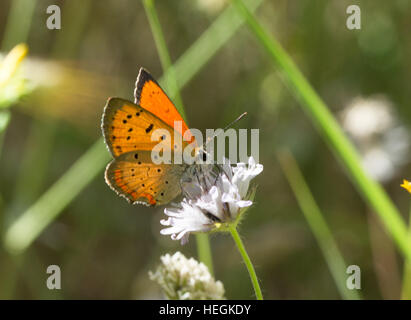 Papillon Lycaena Grecian copper (nectar) ottomana sur fleur blanche Banque D'Images