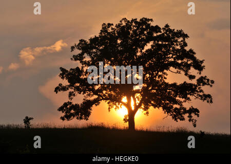 Oak tree silhouetted against sunset sky en prairie dans le Wisconsin. Banque D'Images