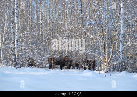 Troupeau de bisons d'Europe (bison, Bison bonasus) dans la forêt d'hiver. Parc national de la région de Kalouga, Ugra, la Russie. Décembre, 2016 Banque D'Images