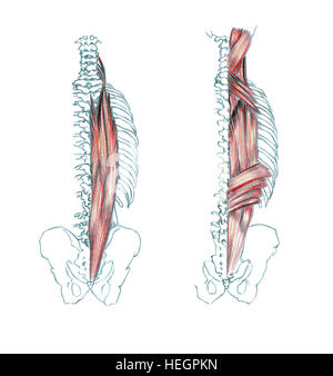 Muscles de dos, à la main dessin illustration médicale avec imitation de la lithographie Banque D'Images